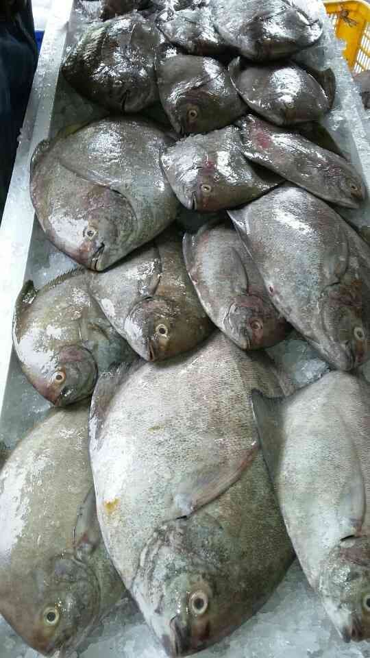 Frozen Black Pomfret whole round